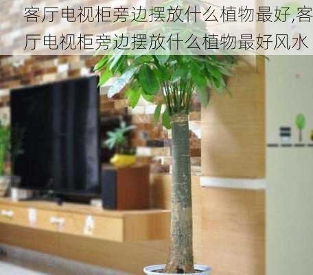 客厅电视柜旁边摆放什么植物最好,客厅电视柜旁边摆放什么植物最好风水