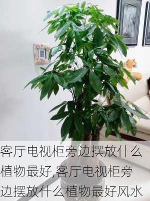 客厅电视柜旁边摆放什么植物最好,客厅电视柜旁边摆放什么植物最好风水