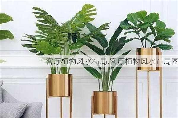 客厅植物风水布局,客厅植物风水布局图