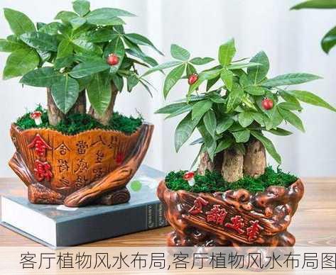 客厅植物风水布局,客厅植物风水布局图