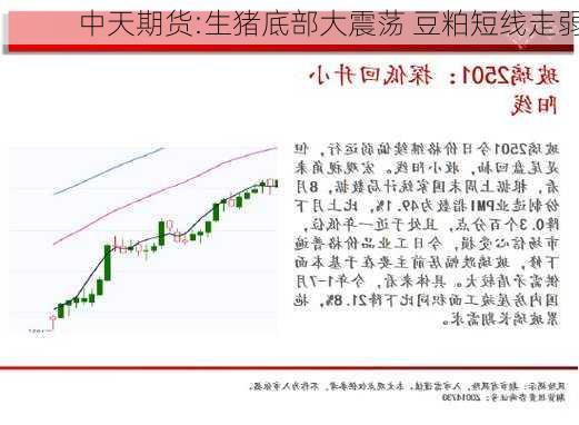 中天期货:生猪底部大震荡 豆粕短线走弱