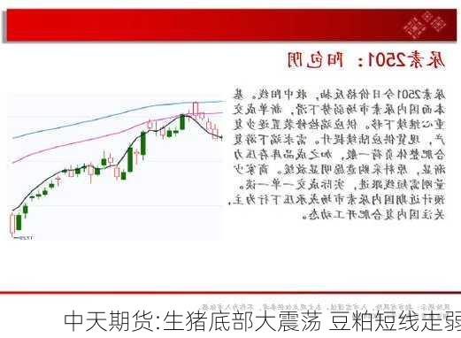 中天期货:生猪底部大震荡 豆粕短线走弱